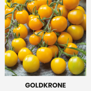 Tomatiseemned Goldkrone seemnepakend