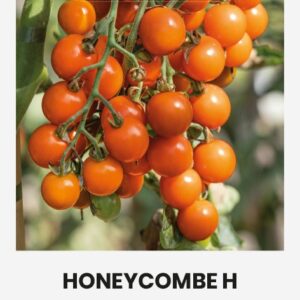 Tomatiseemned Honeycombe H seemnepakend