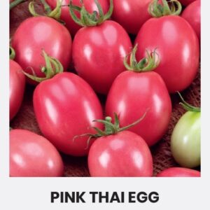 Tomati seemnepakend Pink Thai Egg