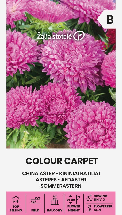 hiina aster ‘Colour Carpet’ – Callistephus chinensis seemnepakend