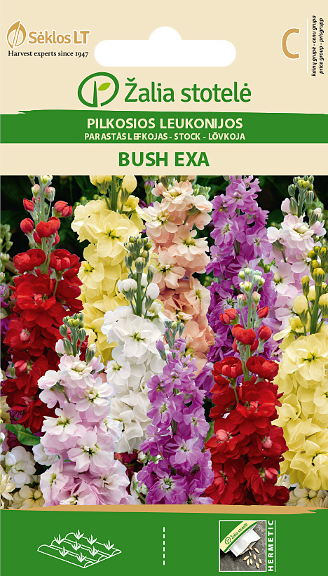 levkoi ‘Bush Exa’ – Matthiola incana