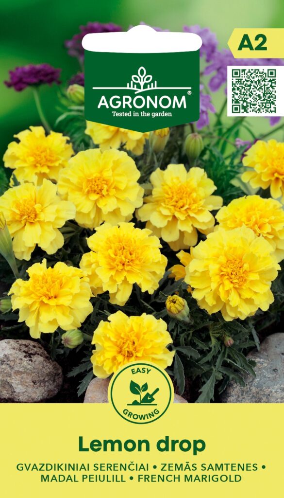 Madal peiulill ‘Lemon Drop’ – Tagetes patula seemnepakend