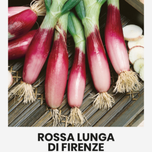 Sibul Rossa lunga di Firenze seemnepakend