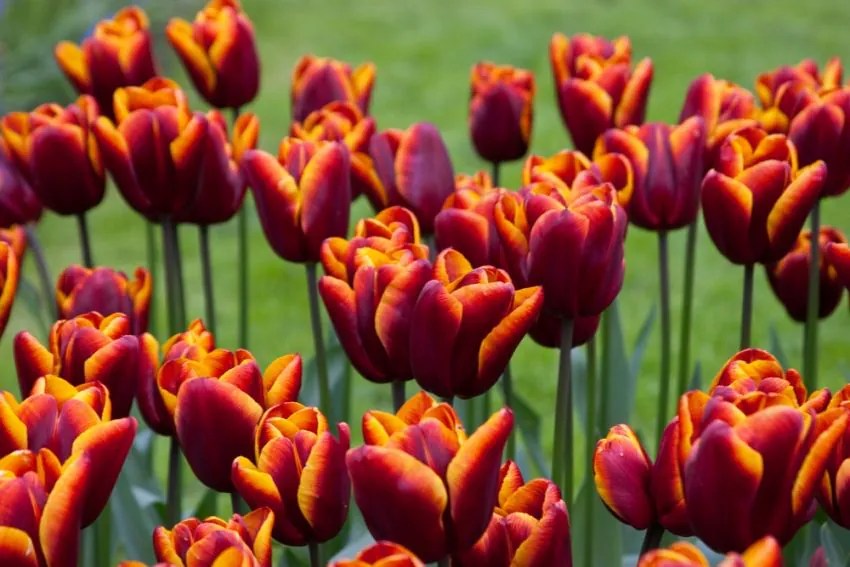 Triumph-tulp Abu Hassan lillesibulad