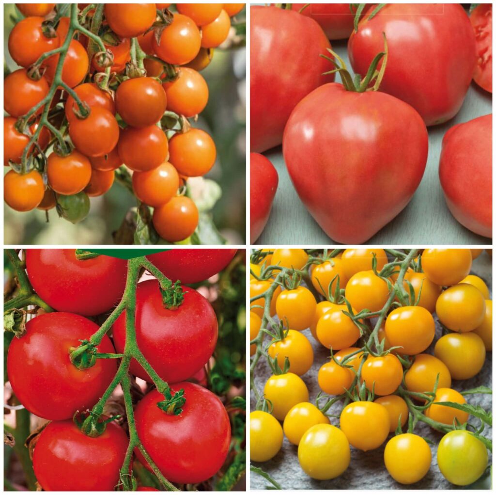 erinevate tomatite komplekt